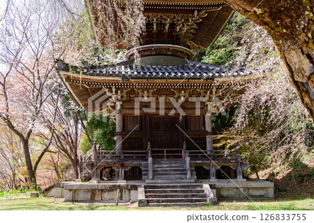 吉野之春：奈良縣如意輪寺的寶塔與垂枝櫻花 126833755