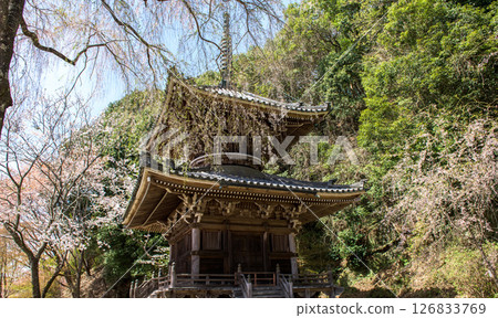 Spring in Yoshino: Nyoirinji Temple pagoda and weeping cherry blossoms, Nara Prefecture 126833769