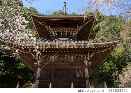 Spring in Yoshino, Nyoirinji Temple Pagoda and Cherry Blossoms, Nara Prefecture 126833821