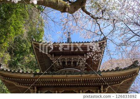 Spring in Yoshino, Nyoirinji Temple Pagoda and Cherry Blossoms, Nara Prefecture Spring in Yoshino, Nyoirinji Temple Pagoda and Cherry Blossoms, Nara Prefecture 126833892