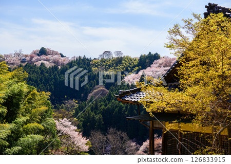 Yoshino, Nakasenbonzakura seen from Nyoirinji Temple, Nara Prefecture 126833915
