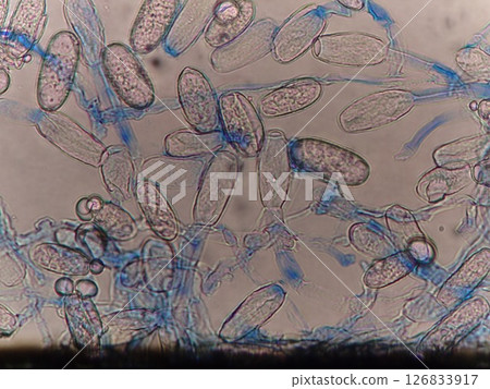 Mold mycelium and spores attached to plant leaves 126833917