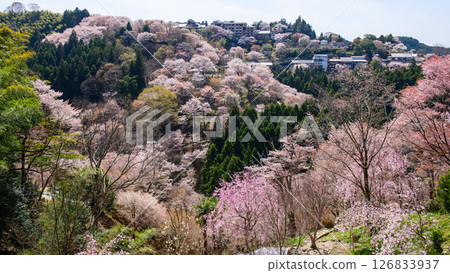 絕美的春日景色：奈良縣吉野縣如意輪寺的中千本櫻花 126833937