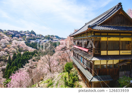 壯麗的春日景色：奈良縣吉野櫻花、如意輪寺和中千本櫻 126833939