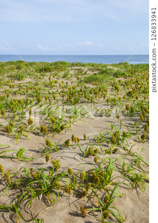 鳥取沙丘和春天的沙丘植物 鳥取縣 鳥取沙丘 Kouboumugi 126833941