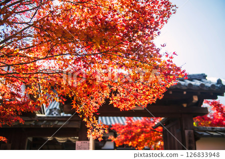 Autumn red maple leaf against sunlight at Manshuin temple, Kyoto Autumn red maple leaf against sunlight at Manshuin temple, Kyoto 126833948
