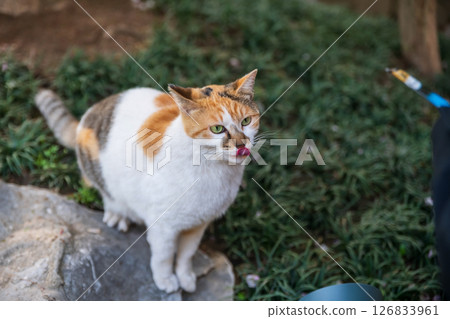 Cute stray tabby cat beg people to feed food at Longhua temple, Shanghai Cute stray tabby cat beg people to feed food at Longhua temple, Shanghai 126833961