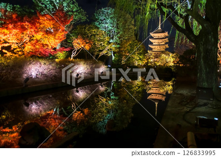 Colorful autumn leaf and Toji 5 story pagoda light up, Kyoto Colorful autumn leaf and Toji 5 story pagoda light up, Kyoto 126833995