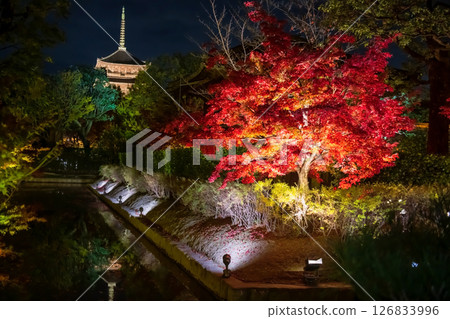 Red maple tree light up with Toji pagoda temple at night in autumn, Kyoto Red maple tree light up with Toji pagoda temple at night in autumn, Kyoto 126833996