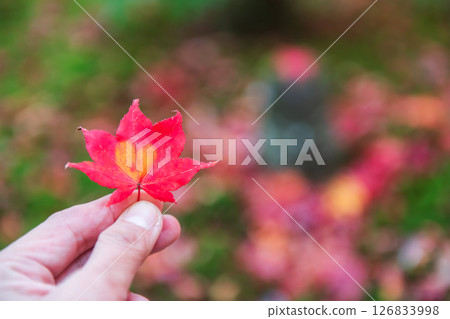 red maple leaf with orange heart shape in fingers at Enkoji temple, Kyoto red maple leaf with orange heart shape in fingers at Enkoji temple, Kyoto 126833998