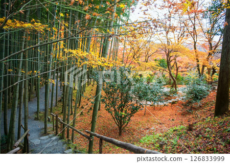 Bamboo forest and autumn foliage color at Enkoji temple, Kyoto 126833999