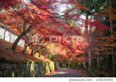Red Autumn maple tree tunnel by walkway at Manshuin temple, Kyoto Red Autumn maple tree tunnel by walkway at Manshuin temple, Kyoto 126834005