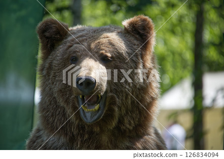 Grizzly Bear in Forested Environment Displaying Expressive Facial Features Grizzly Bear in Forested Environment Displaying Expressive Facial Features 126834094