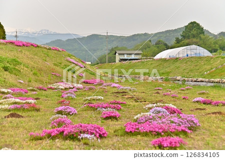 河岸邊盛開的芝櫻 河岸邊盛開的芝櫻 126834105