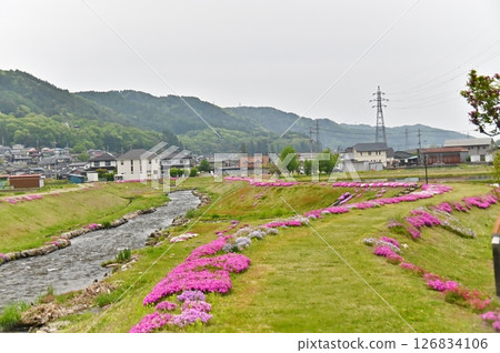 農夫川河畔公園的芝櫻盛開 126834106