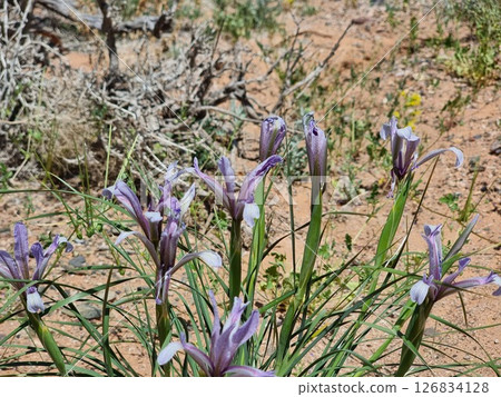 Beautiful Flowers In The Desert 126834128