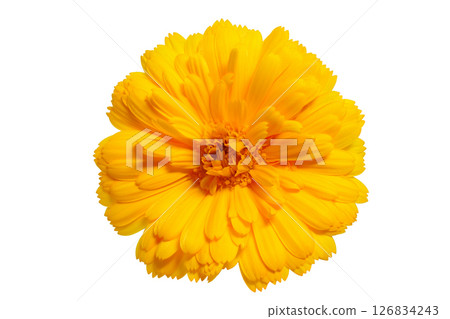 [金盞花（金盞花）]（深度合成） 126834243