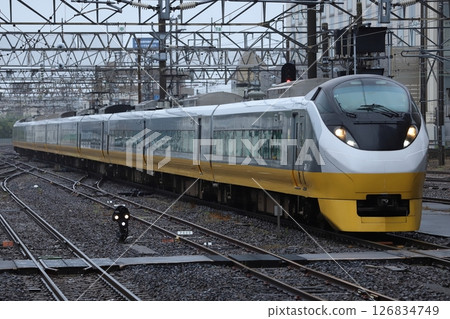 黃色長壽花顏色 126834749