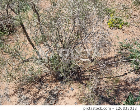Beautiful tree in the desert. Haloxylon. Beautiful tree in the desert. Haloxylon. 126835018
