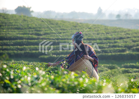 Asia worker farmer women were picking tea leaves for traditions in the sunrise morning Asia worker farmer women were picking tea leaves for traditions in the sunrise morning 126835057