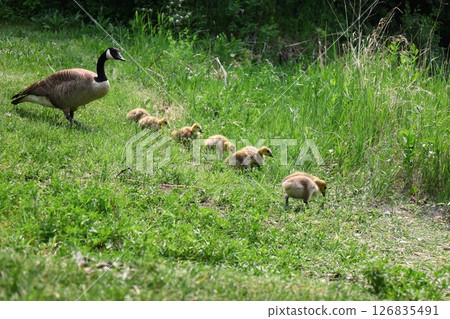 Canada goose with her goslings in green grass 126835491