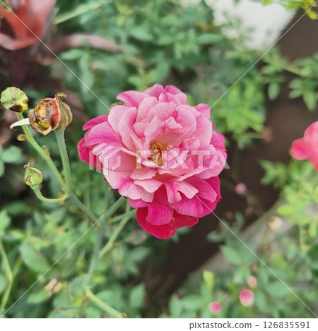 Pink Rose in Bloom with Green Garden Background Pink Rose in Bloom with Green Garden Background 126835591
