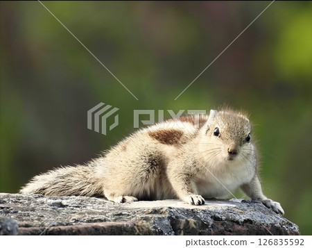Close-up image of an Indian squirrel sitting on a rock in a natural forest-like environment. Close-up image of an Indian squirrel sitting on a rock in a natural forest-like environment. 126835592