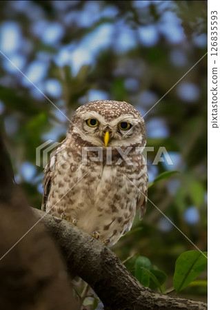 Spotted Owl with Yellow Eyes in Forest calm and clear image ideal for nature, wildlife, Spotted Owl with Yellow Eyes in Forest calm and clear image ideal for nature, wildlife, 126835593