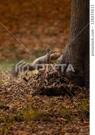 落葉中的北海道松鼠2 126835611