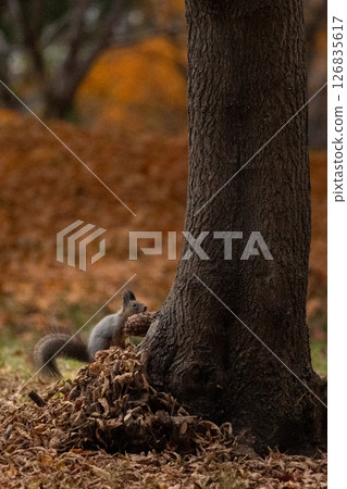 落葉中的北海道松鼠・1 126835617