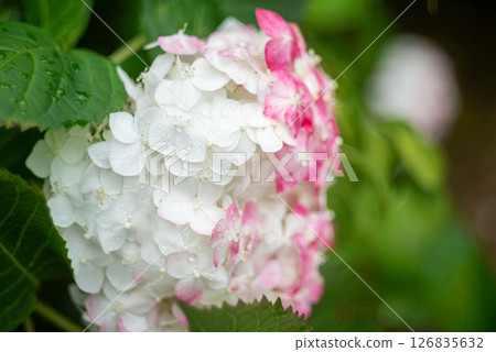 白色繡球花 白色繡球花 126835632