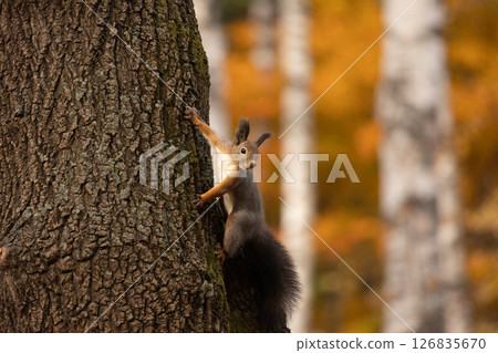 Hokkaido squirrel in fallen leaves - 7 Hokkaido squirrel in fallen leaves - 7 126835670