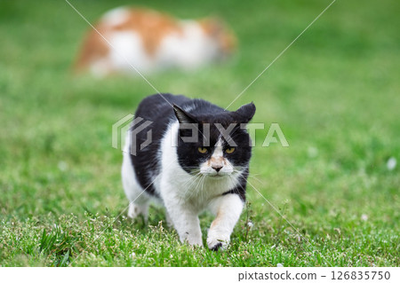 溫暖的春天裡引人注目的貓咪:“貓咪靠近” 溫暖的春天裡引人注目的貓咪:“貓咪靠近” 126835750