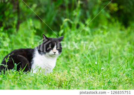 A cat that stands out in the beautiful spring weather "A cat sitting and looking at you" 126835751