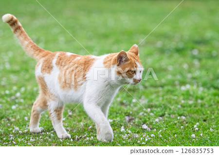 一隻在溫暖的春天裡格外顯眼的貓“散步的貓” 一隻在溫暖的春天裡格外顯眼的貓“散步的貓” 126835753