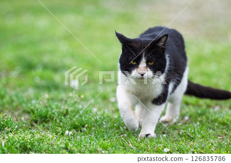 A cat that stands out in the warm spring weather: "Cat Approaching" A cat that stands out in the warm spring weather: "Cat Approaching" 126835786