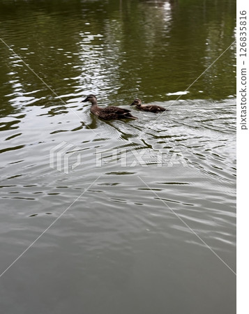 A mother duck and her ducklings swimming side by side on the calm water (June, park) 126835816