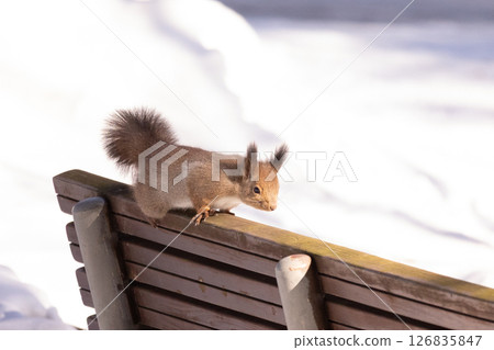 Hokkaido squirrel in the snow・11 126835847