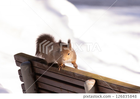 Hokkaido squirrel in the snow・10 126835848