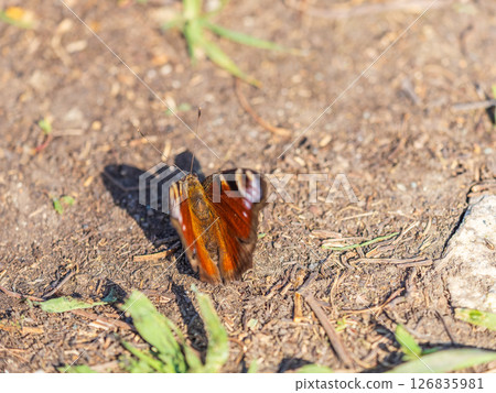 Peacock butterfly on the ground among the grass 126835981