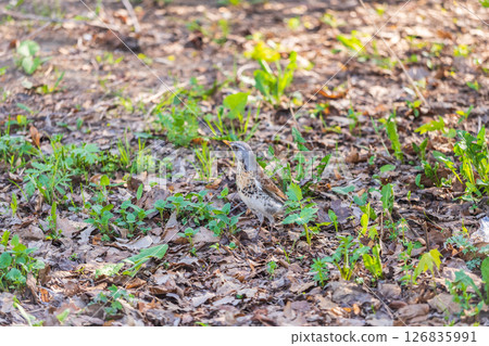 Wood bird Fieldfare, Turdus pilaris, on a sprng lawn. 126835991