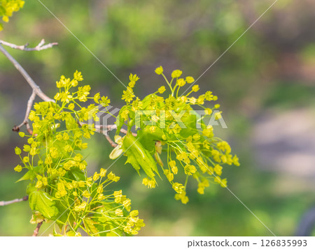 Blooming Norway Maple, Acer platanoides, in beautiful light Blooming Norway Maple, Acer platanoides, in beautiful light 126835993