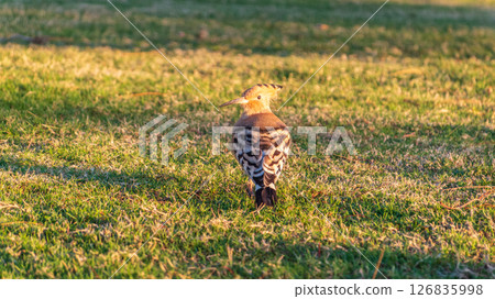 Eurasian hoopoe or Common hoopoe (Upupa epops) bird close-up on natural green grass background Eurasian hoopoe or Common hoopoe (Upupa epops) bird close-up on natural green grass background 126835998