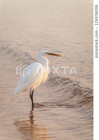 Great egret (Ardea alba), a medium-sized white heron fishing on the sea beach Great egret (Ardea alba), a medium-sized white heron fishing on the sea beach 126836006