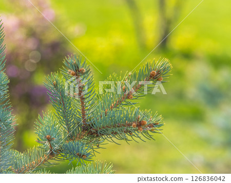 Closeup of fir branches with young buds. Spring nature concept. Fir branches with fresh shoots Closeup of fir branches with young buds. Spring nature concept. Fir branches with fresh shoots 126836042