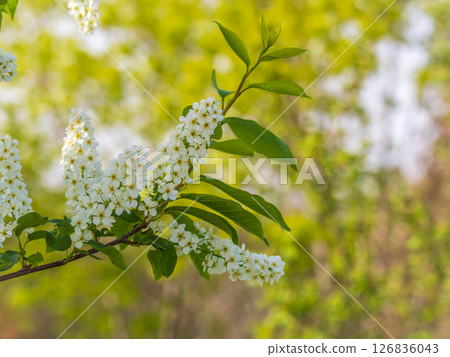 White flowers blooming bird cherry. Close-up of a Flowering Prunus padus Tree with White Little Blossoms White flowers blooming bird cherry. Close-up of a Flowering Prunus padus Tree with White Little Blossoms 126836043