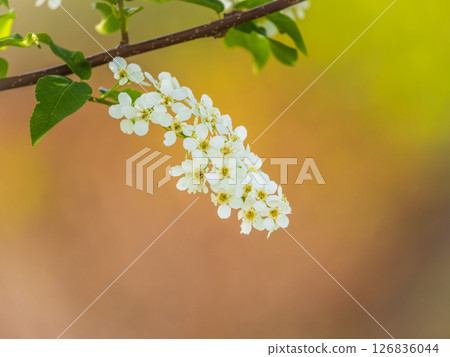 White flowers blooming bird cherry. Close-up of a Flowering Prunus padus Tree with White Little Blossoms White flowers blooming bird cherry. Close-up of a Flowering Prunus padus Tree with White Little Blossoms 126836044