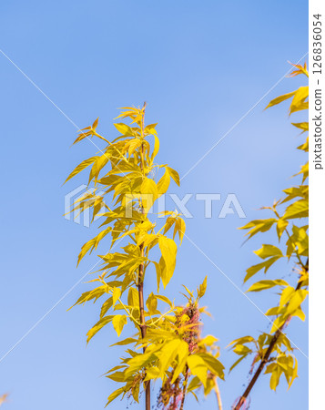 Acer negundo, Box elder, boxelder, ash-leaved and maple ash, Manitoba, elf, ashleaf maple male inflorescences and flowers on branch outdoor. 126836054