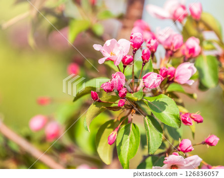 Fresh pink flowers of a blossoming apple tree with blured background 126836057