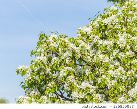 Apple tree branches with white flowers on a background of blue clear sky. 126836058